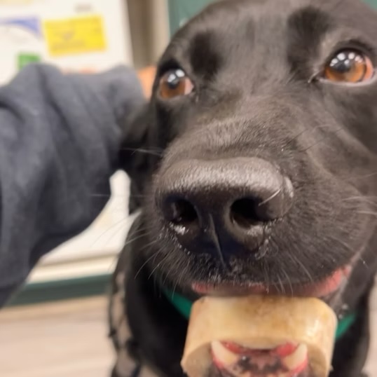 Close-up of a black Labrador happily chewing a treat during a veterinary visit in Bluffton