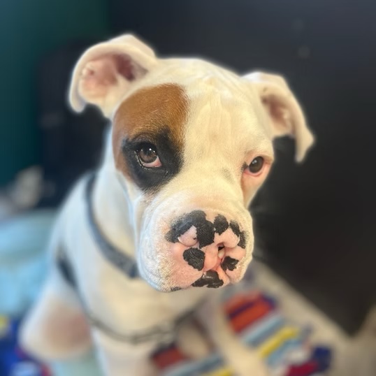 Close-up of an adorable bulldog puppy with a spotted nose during a veterinary visit in Bluffton