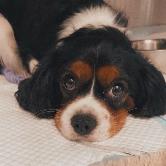 Cavalier King Charles Spaniel resting with soulful eyes on a pad during a veterinary stay in Bluffton