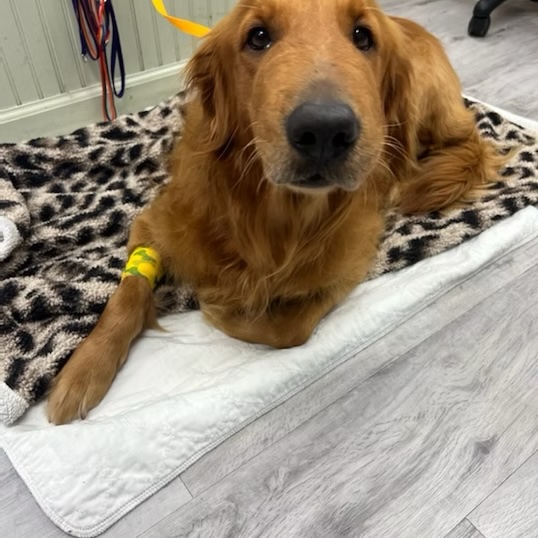 Golden retriever resting on a blanket with an IV bandage on its leg during veterinary treatment in Bluffton