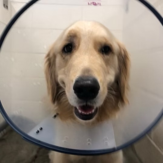 Happy golden retriever wearing an e-collar after a surgical procedure at a veterinary clinic in Bluffton