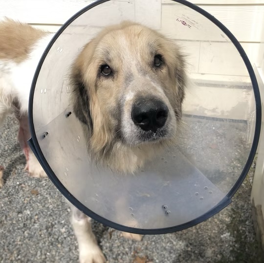 Golden retriever wearing an e-collar outdoors during post-surgical recovery at a veterinary clinic in Bluffton