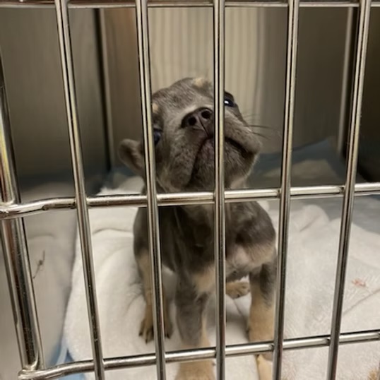 Small gray puppy looking up from a veterinary hospital kennel during an overnight stay in Bluffton