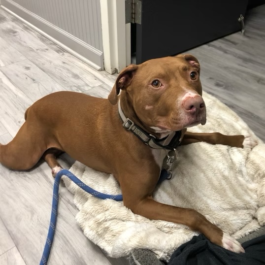 Brown pit bull resting calmly on a dog bed on a leash at a veterinary clinic in Bluffton