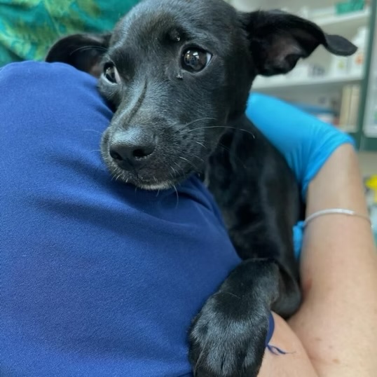 Small black puppy resting on a veterinary technician's shoulder during a care visit in Bluffton