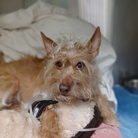 Scruffy terrier mix resting in a kennel with a monitoring device during veterinary care in Bluffton