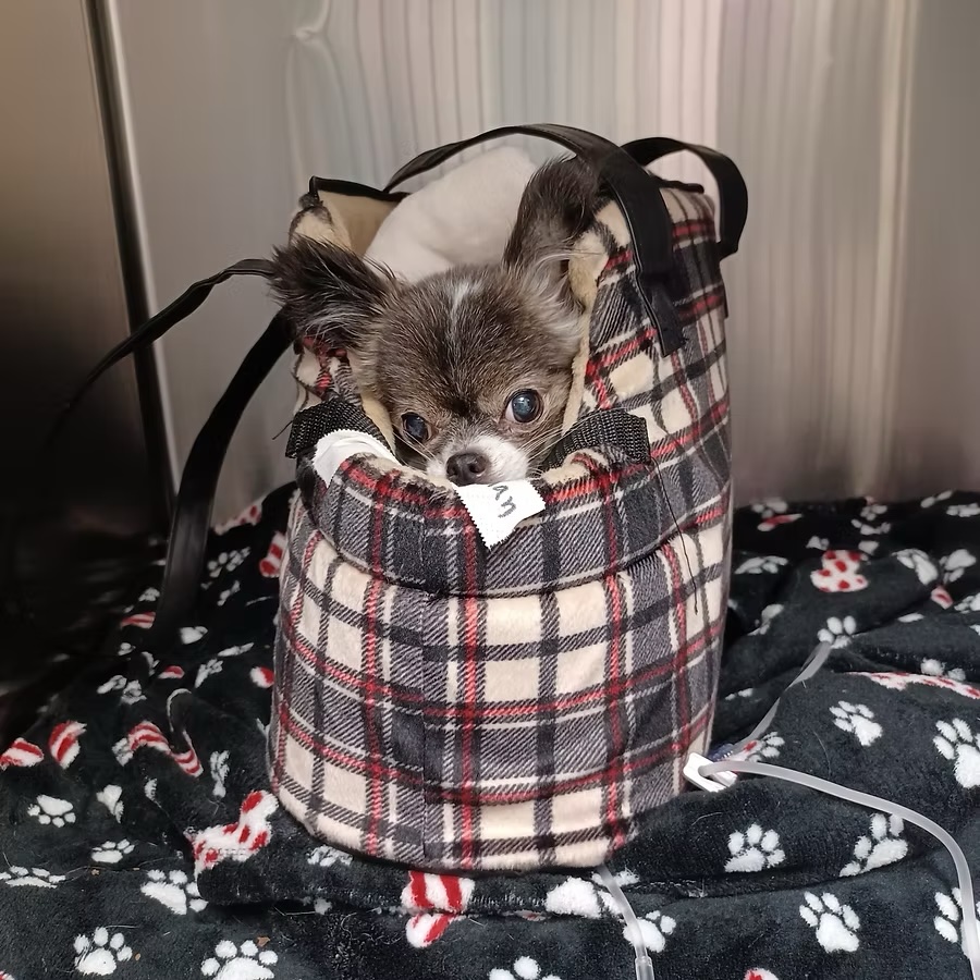 Tiny long-haired Chihuahua peeking out of a plaid carrier bag during a veterinary visit in Bluffton