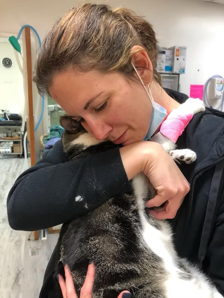 Veterinary technician gently hugging a cat with a bandaged leg after a blood donation in Bluffton