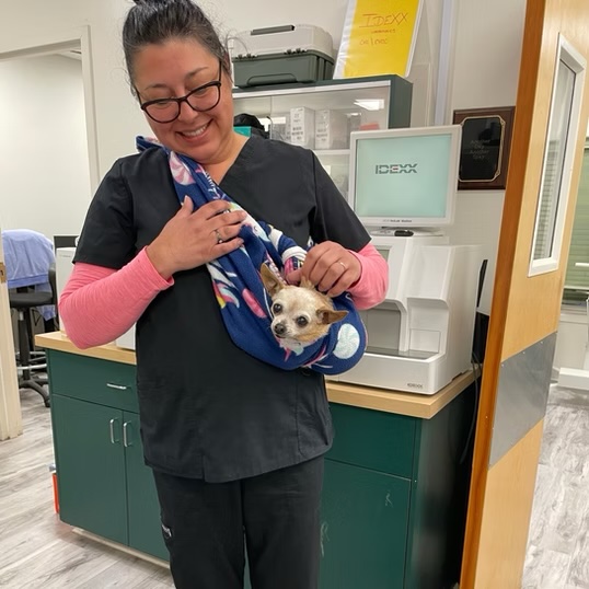 Smiling veterinary technician cradling a tiny Chihuahua wrapped in a blanket at a vet clinic in Bluffton