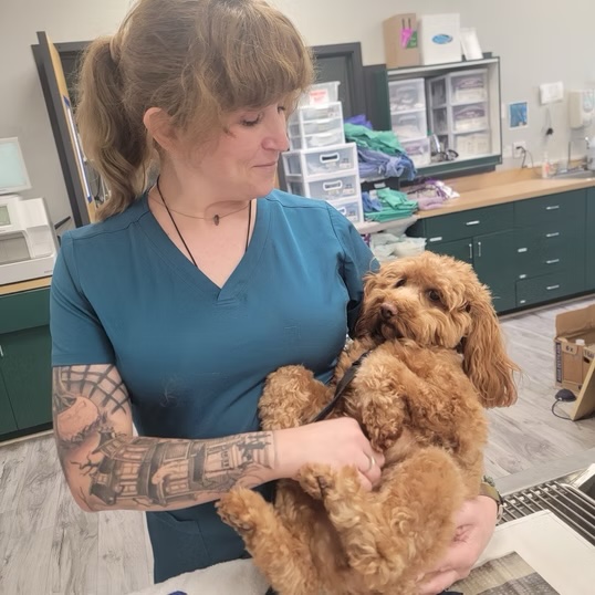 Smiling veterinary technician holding a dog with a blood bag after donation, supporting the blood donor program in Bluffton