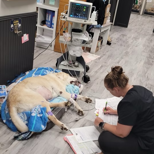 Veterinary technician charting beside a dog connected to monitoring equipment during critical care in Bluffton