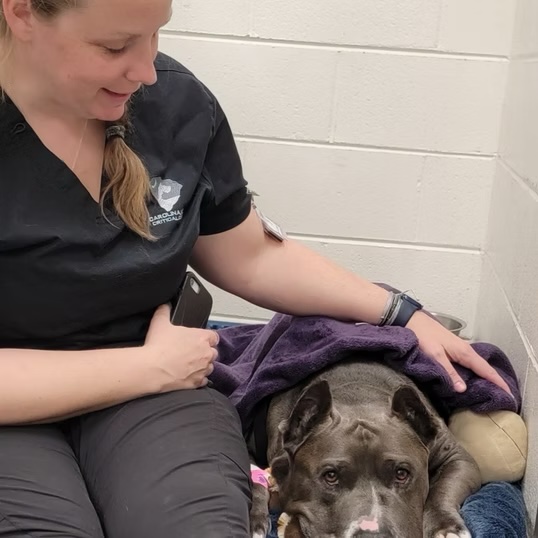 Smiling veterinary technician sitting on the floor with a friendly pit bull at a vet clinic in Bluffton