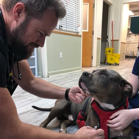 Smiling veterinarian crouching down to greet a gray pit bull in a red harness at a clinic in Bluffton