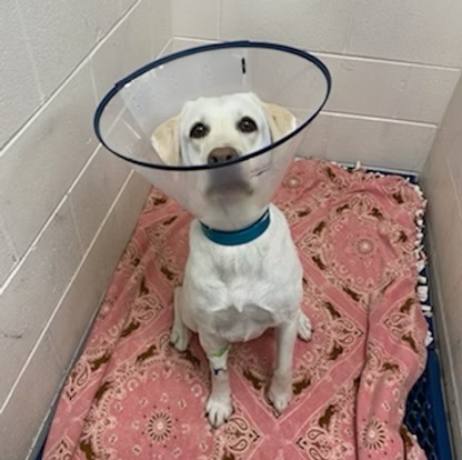 Small white dog wearing an e-collar sitting in a kennel during post-surgical care in Bluffton