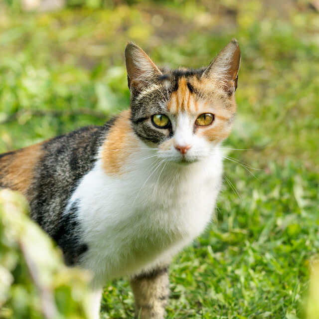 Cari