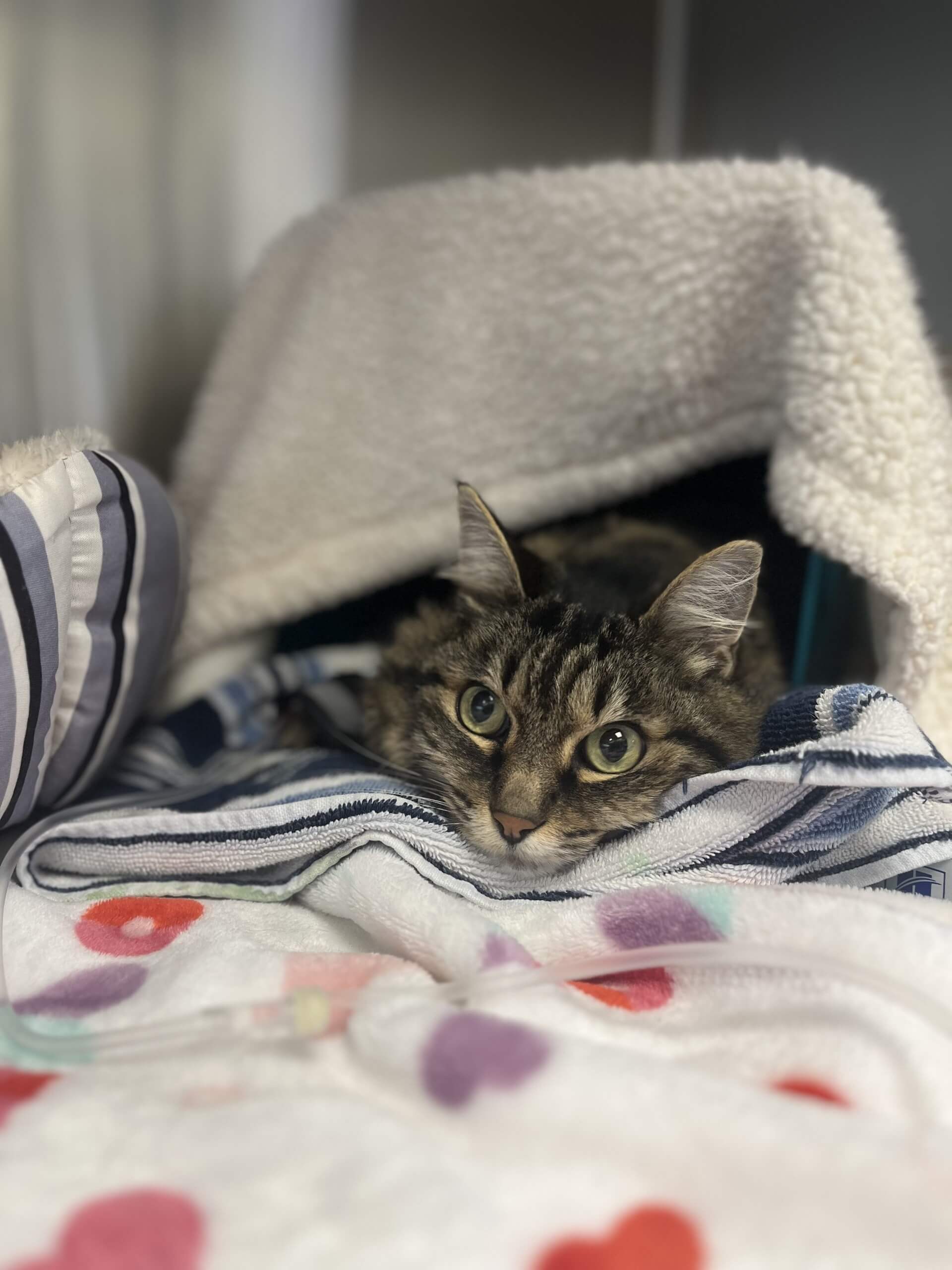 Cat resting comfortably during hospitalization at Hopeful Paws in Bluffton, South Carolina
