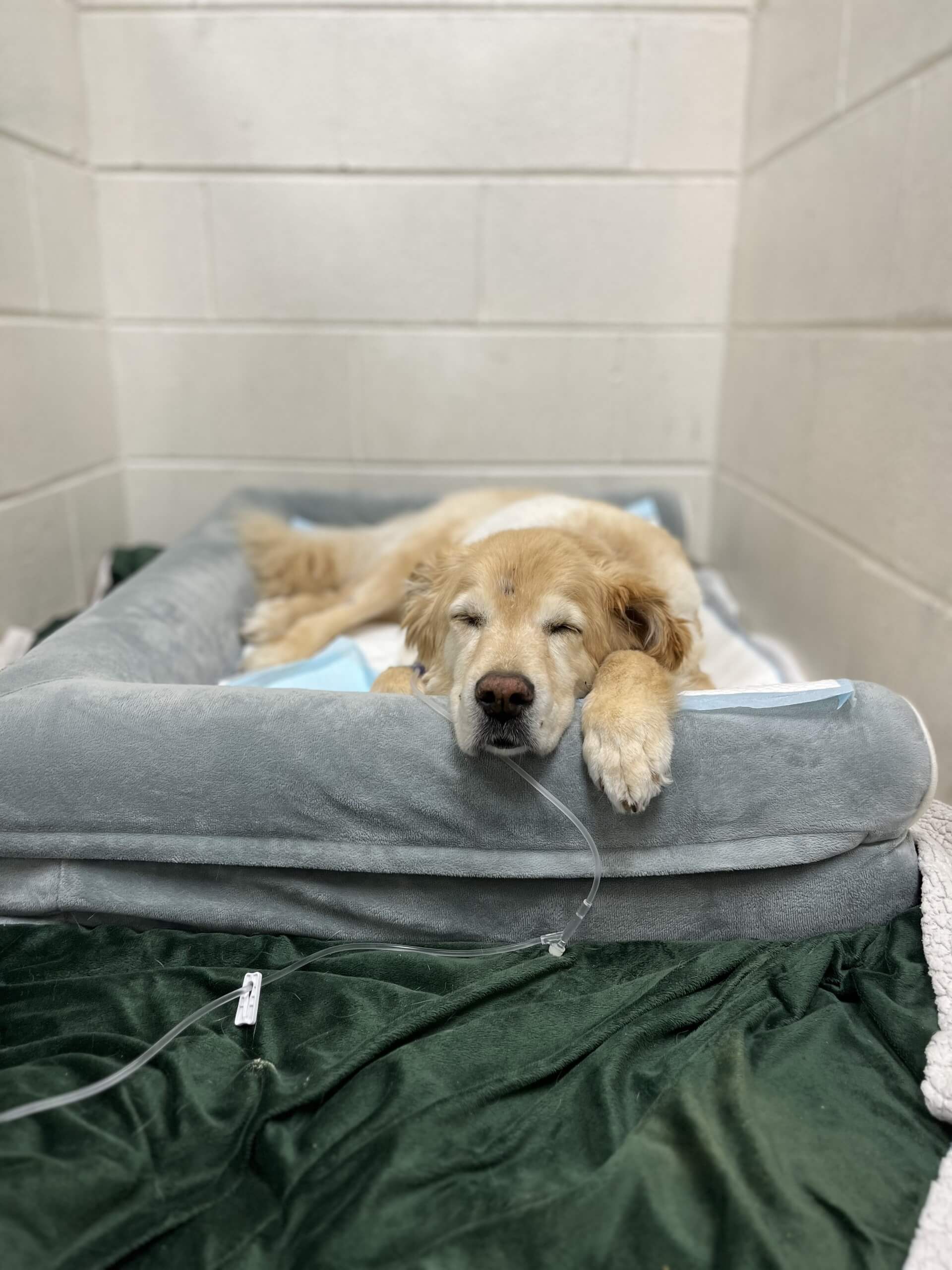 Golden Retriever resting during hospitalization at Hopeful Paws in Bluffton, South Carolina
