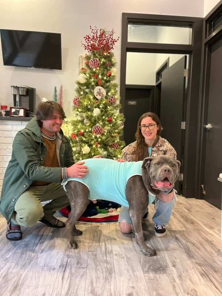 Charley the dog recovering after surgery at Hopeful Paws in Bluffton, South Carolina