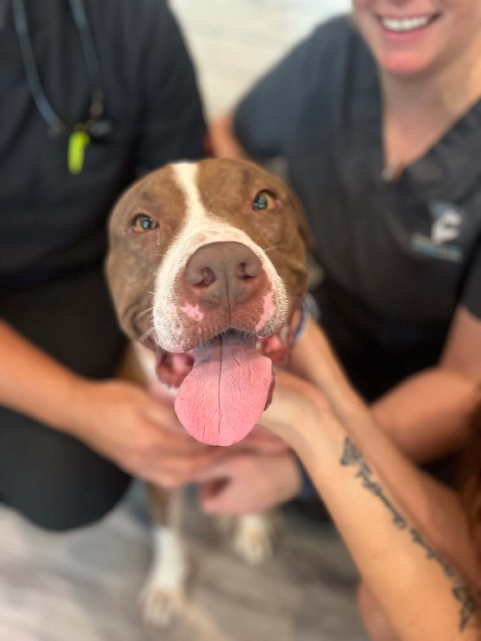 Papi the dog with his care team at Hopeful Paws in Bluffton, South Carolina
