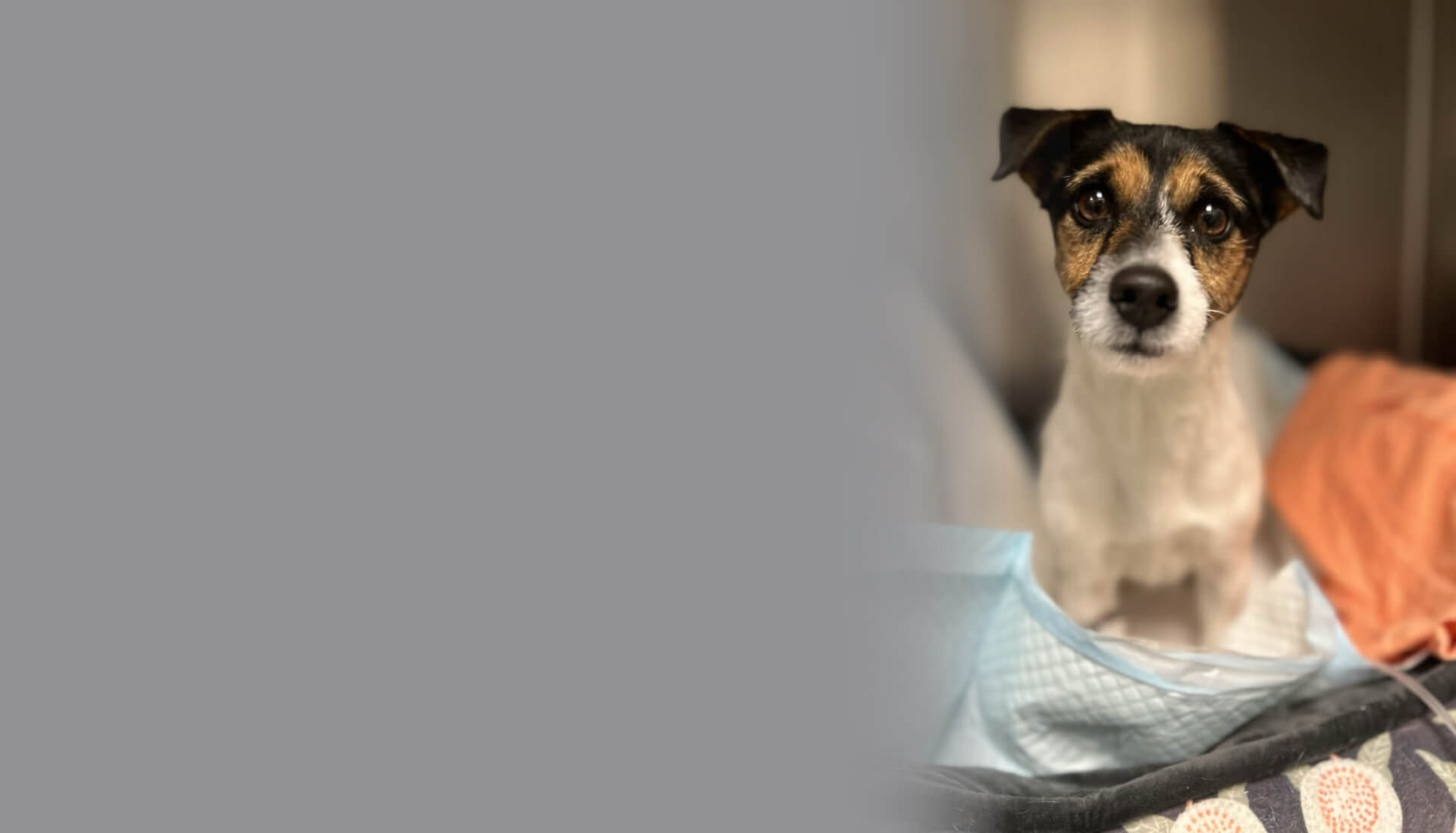 Pet Critical Vet Care in Bluffton