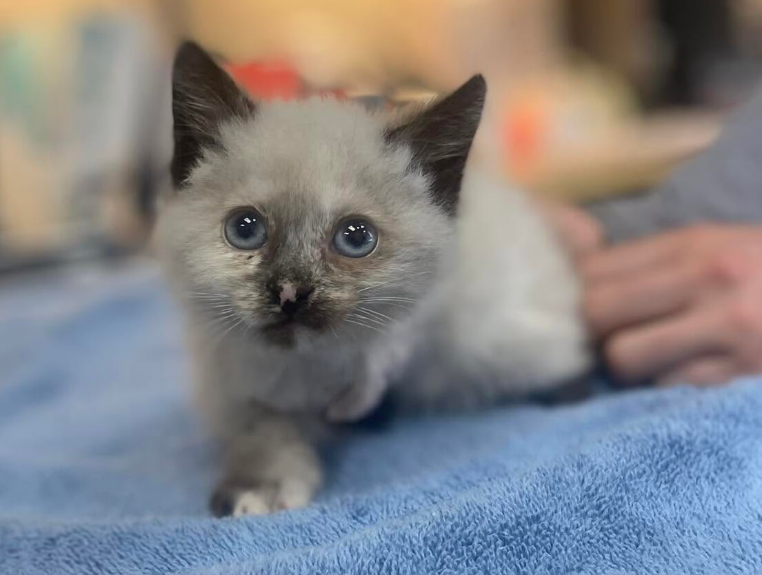Rescued kitten cared for through the Hopeful Paws Angel Fund in Bluffton, SC